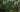 image of amazon forest + monkey by berend leupen