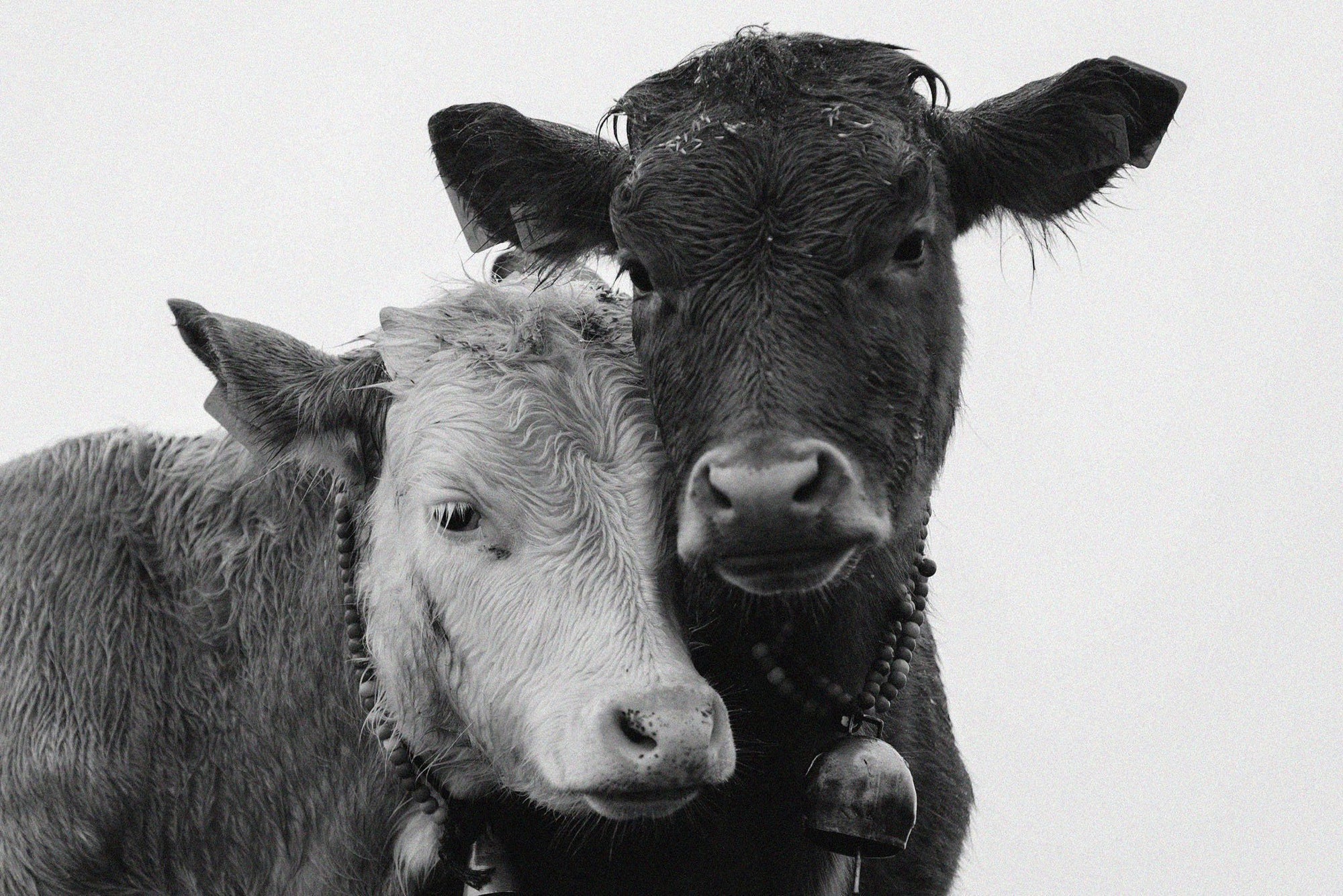 A black + white image of two cows, snuggling each other