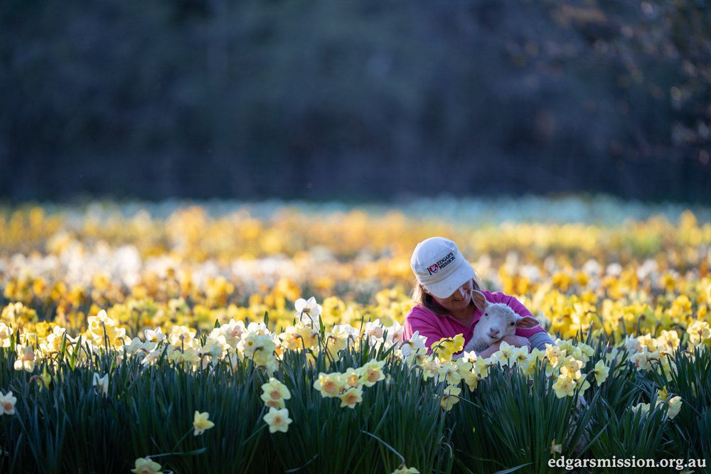 Pam Ahern at Edgars Mission, cuddling a sheep amongst a field of yellow daffodils