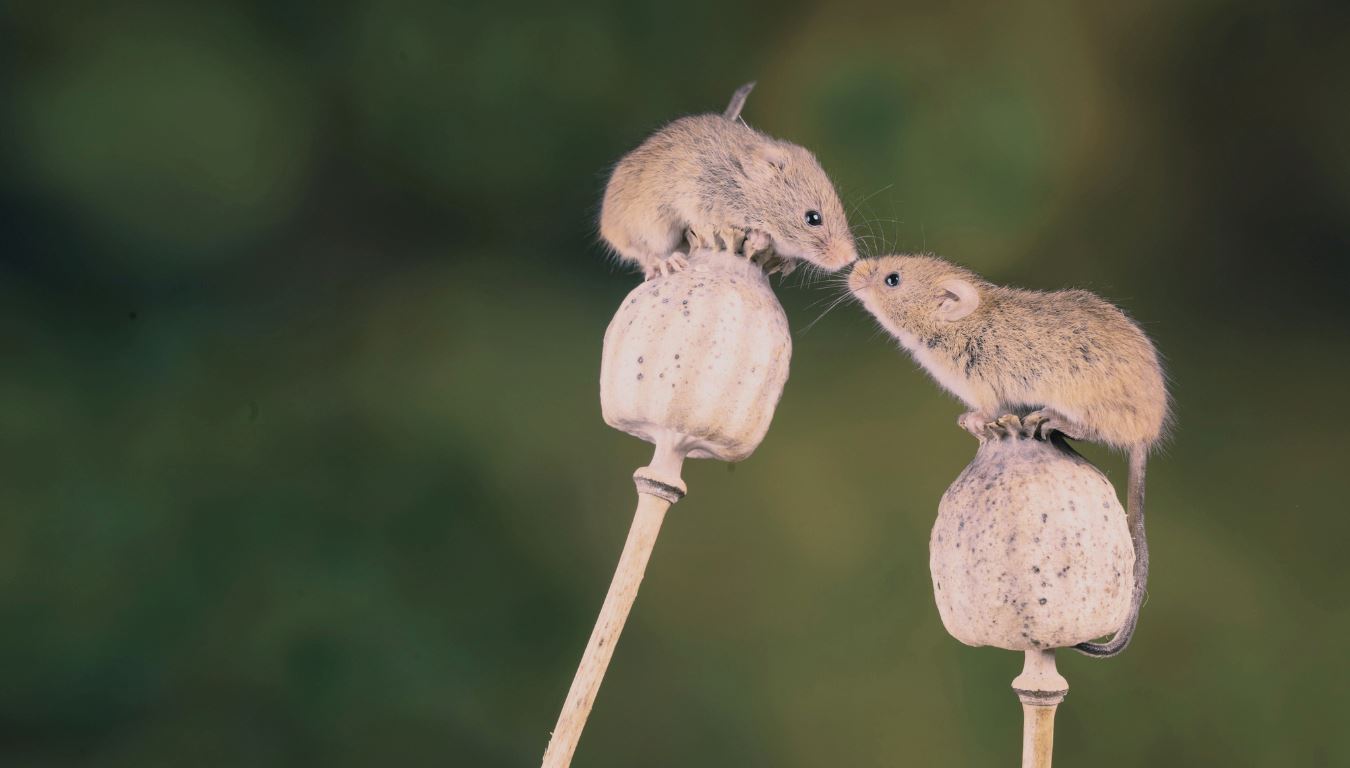 Image of two mice sitting on seed pods with their noses connecting like a kiss