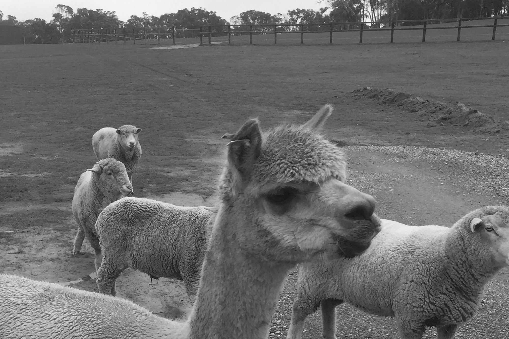 A group of three alpacas roaming happily at Edgar's Mission Farm Sanctuary