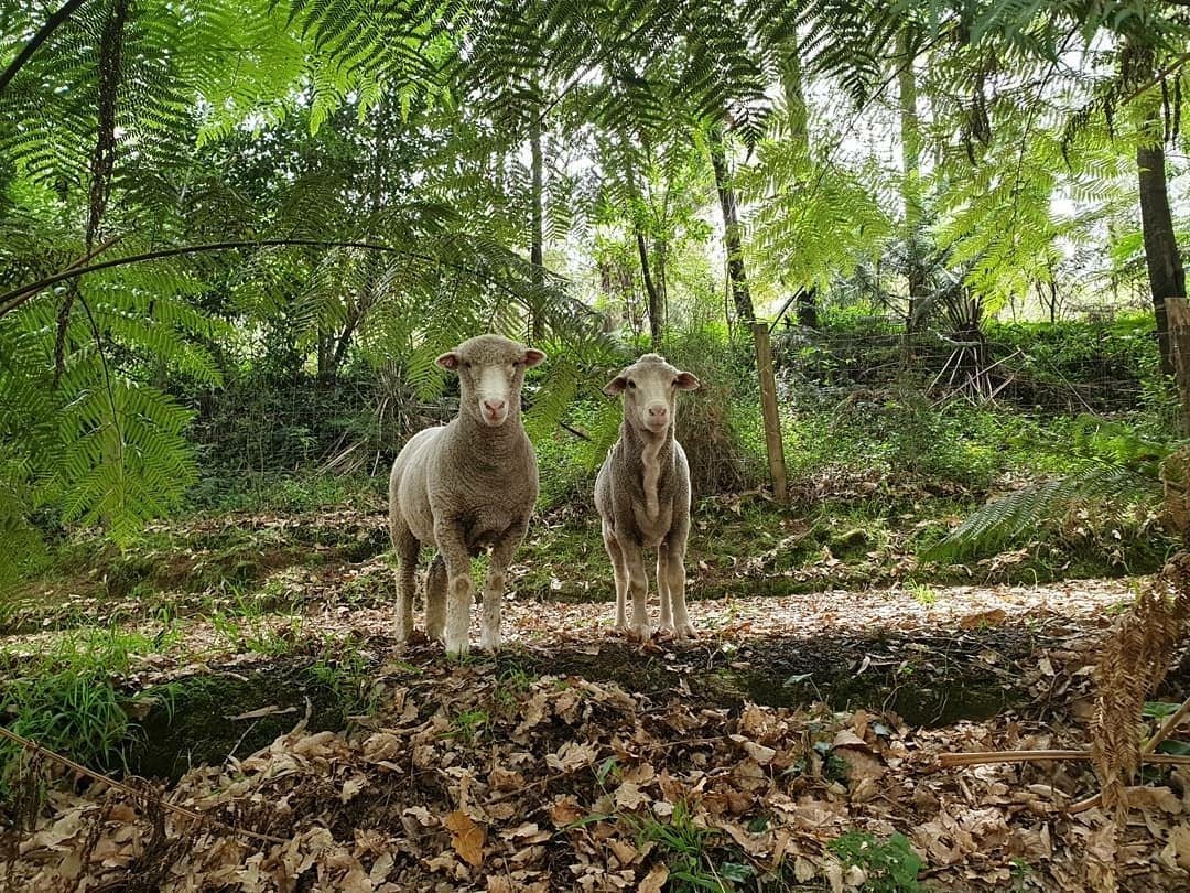 Two sheep standing curiously in the bush