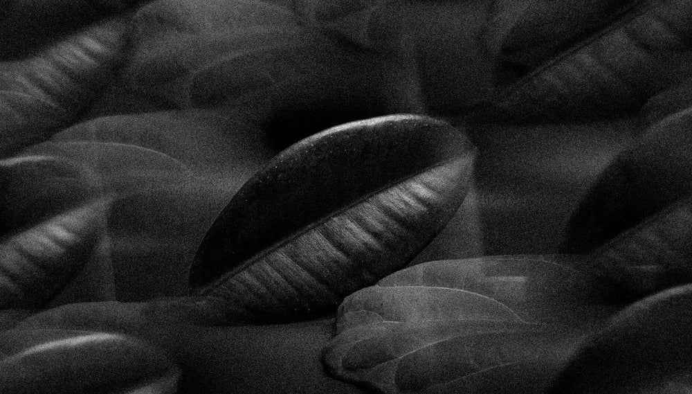 Closeup image of rubber plant leaves - taken from Natural Fiber Welding, makers of MIRUM