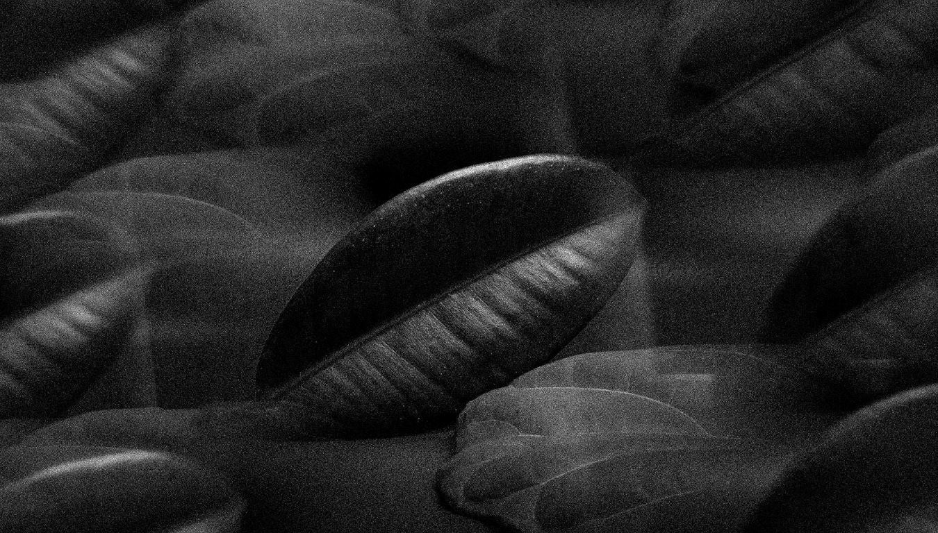 Closeup image of rubber plant leaves - taken from Natural Fiber Welding, makers of MIRUM