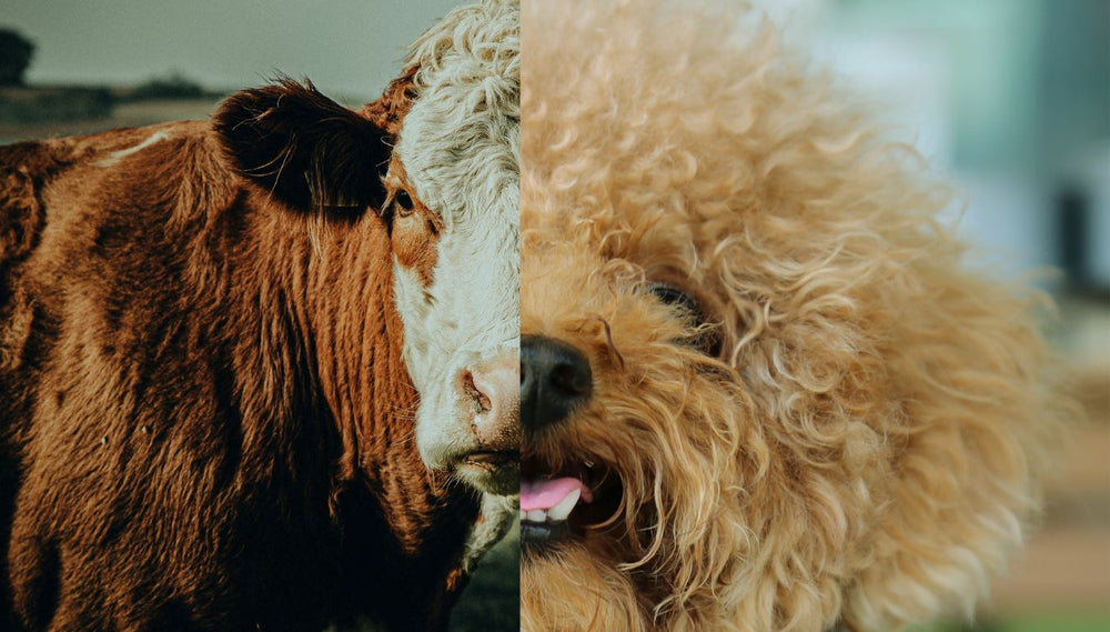 A split image with one side showing a cow and the other, a fluffy dog.