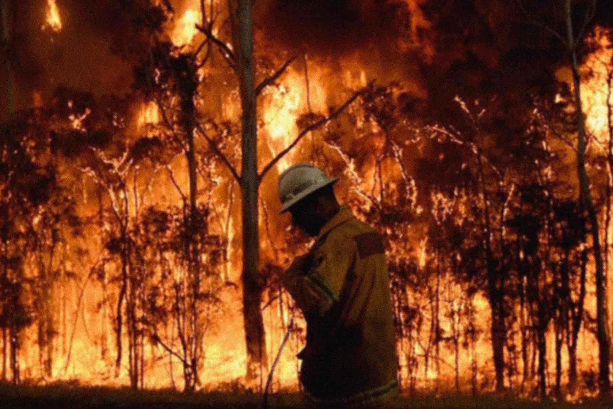 Sans Beast Creature Blog - Australian Bushfires 2020