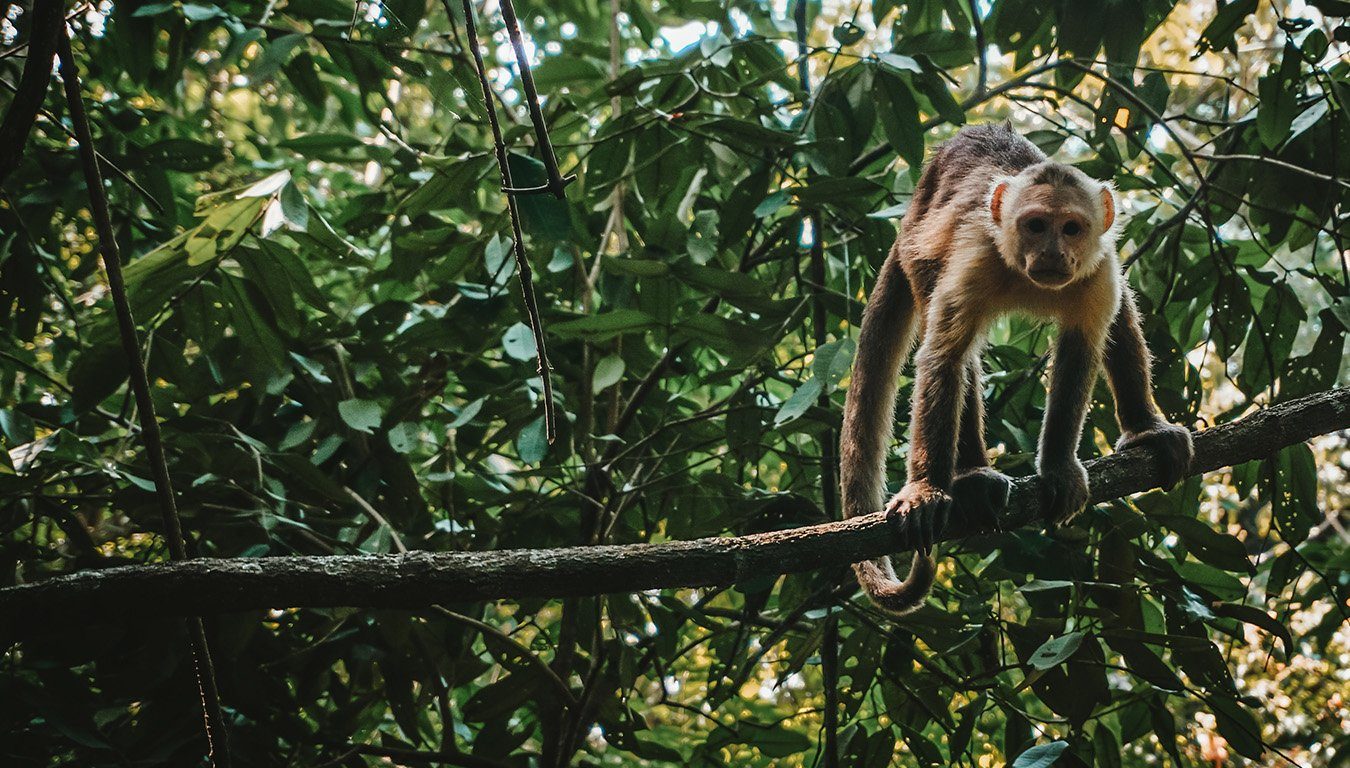 image of amazon forest + monkey by berend leupen