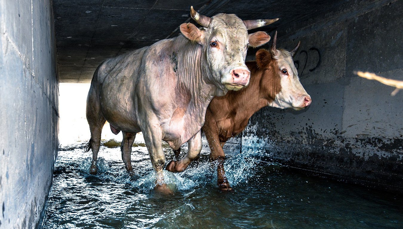 2 cows walking through water under a bridge, they look scared.